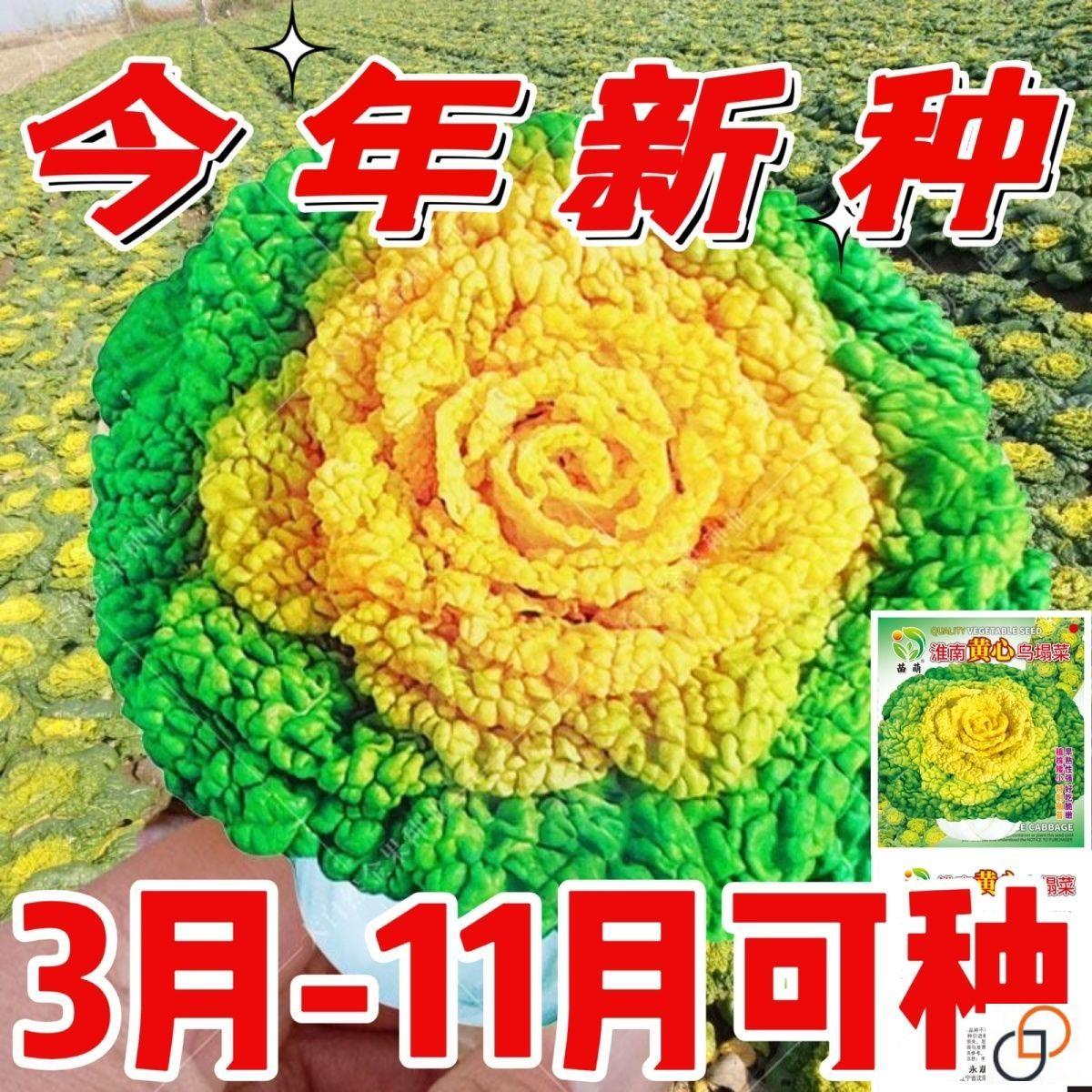 黄心乌塌菜种子耐寒籽菊花易