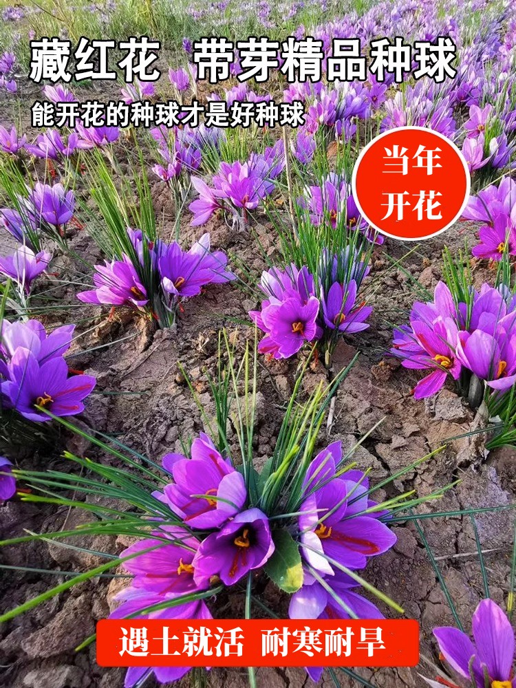 番红花种球多年生藏根盆栽苗