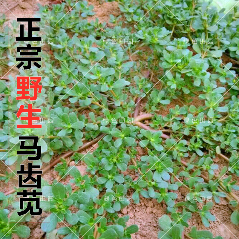 正宗野生食用马齿苋种子芷