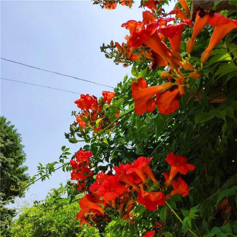 凌霄花苗爬藤植物四季开花耐寒耐热大苗老桩盆栽阳台庭院花卉好养,鲜花速递/花卉仿真/绿植园艺,月季/蔷薇/玫瑰,淘宝优惠券,粉丝福利购,淘宝优惠卷