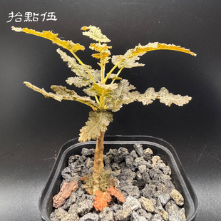【乳香植物绿植盆栽】阳台观景盆栽