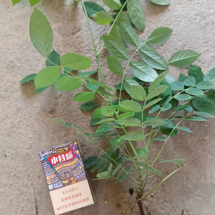 紫水晶瀑布 紫藤萝花树苗多花丰花紫藤多季爬藤植物 南方也开花