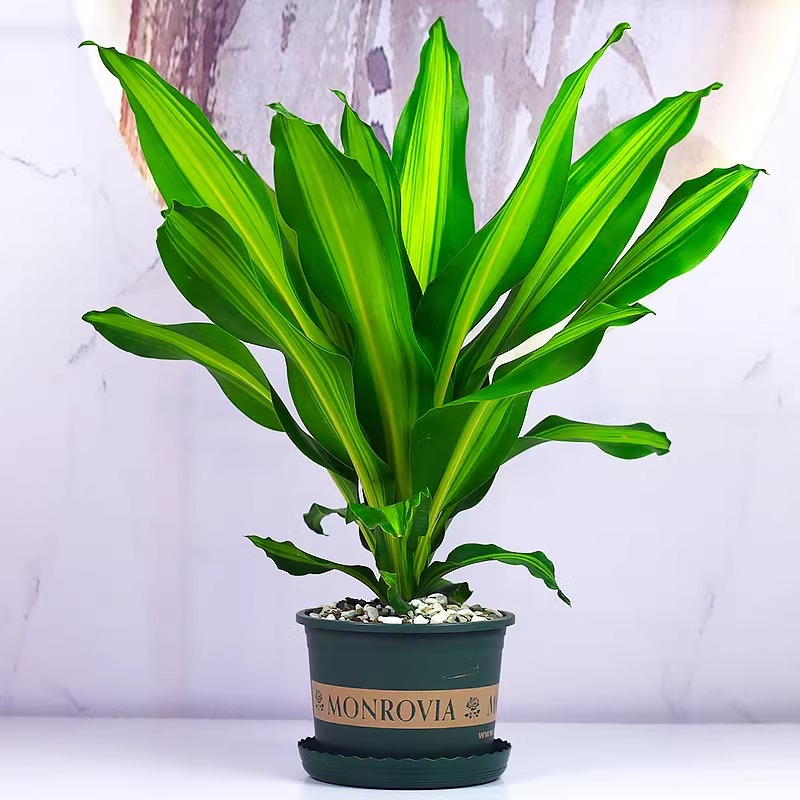 速发金心公门金树大盆栽铁边铁 耐阴花卉木香龙血树室内办也植物