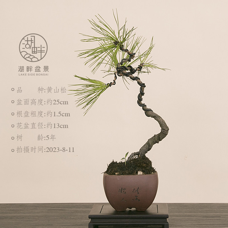 文型庭院人黄盆景松造好养小茶桌黑绿植物品一拍松一山老桩阳台树