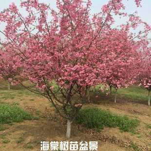 绚丽海棠花树苗庭院耐寒高杆垂丝盆栽南北方四季西府北美海棠树