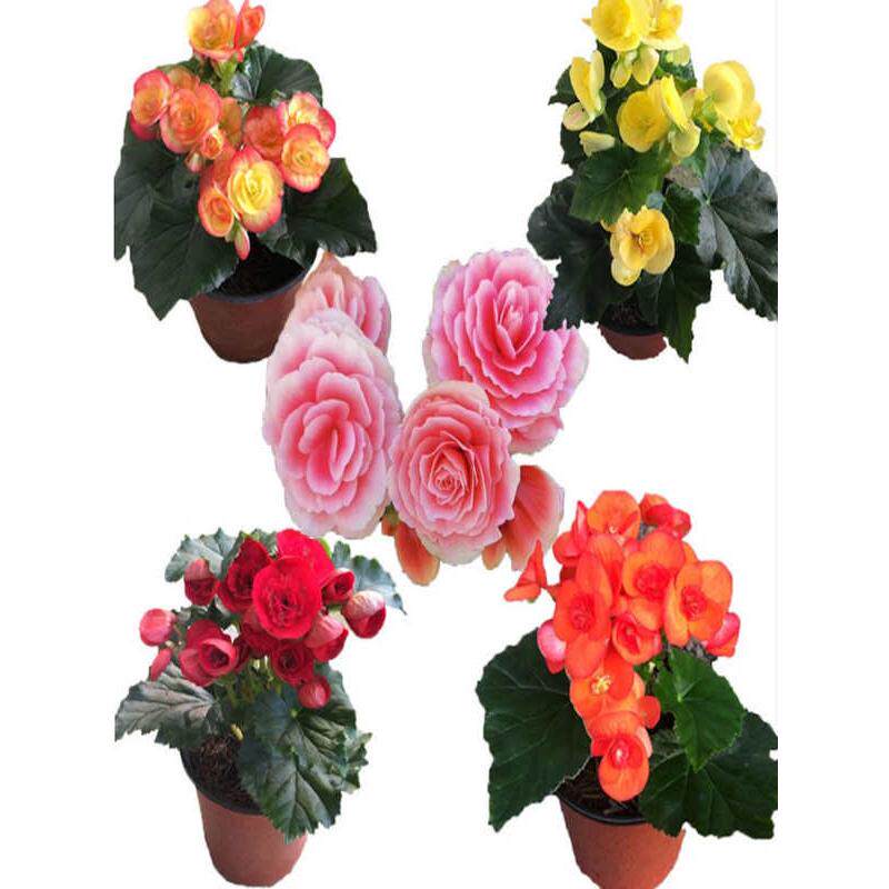 重瓣丽格海棠玫瑰海棠盆栽带花发货客厅卧室阳台花卉盆栽四季开