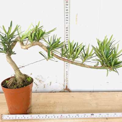 极速提根飘枝小叶女贞悬崖白蜡造B型盆景老桩栀子花九里香罗汉松