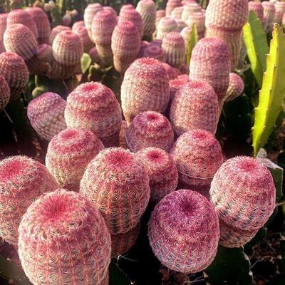 极速实生红太阳紫k太阳开花仙人球侧芽无根室内四季好养多肉植物