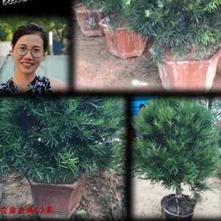 极速罗汉松球造型 绿植净化w空气 松树 自产自销 圆球盆景罗汉松