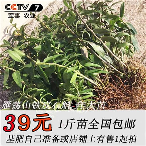 极速铁皮石斛瓶h苗 组培苗 水培文竹水培植物兰花 盆栽 花卉室内