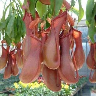 极速猪笼草盆栽i植物驱蚊盆专用花盆马来王巨型植物超大植物二齿