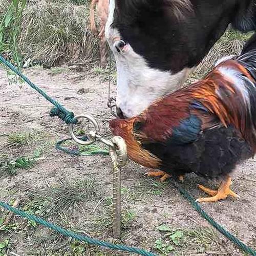 极速加长加粗大型犬用养殖牛x马羊帐篷大棚螺纹栓拴狗桩地栓地钉