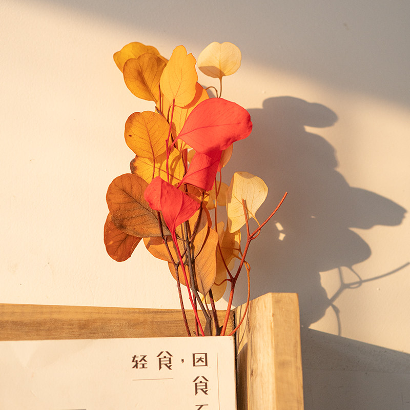 新品彩色苹果尤加利叶套装ins小花束天K然植物干花卧室客厅桌面餐