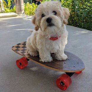 宠物玩具宠物滑板狗狗专用滑板车斗牛犬猫柯基英斗泰迪狗可转弯
