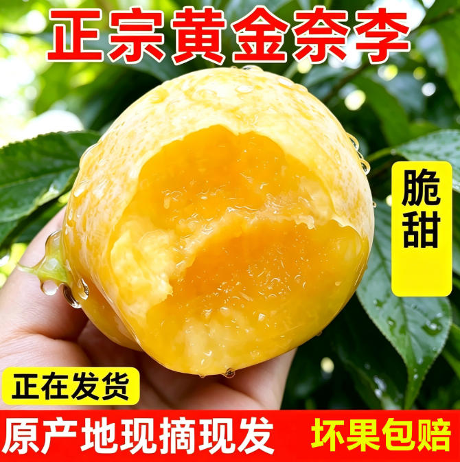黄金奈李非正宗韶关乐昌九峰山新鲜水果应季脆甜冰糖蜂蜜脆骨李子