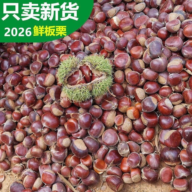 云南特产当季现摘新鲜水果生板栗油锥迁西野小毛栗子带壳包邮