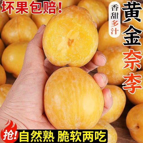 正宗黄金奈李当季新鲜水果现摘九峰山脆甜冰糖脱骨李大果整箱包邮