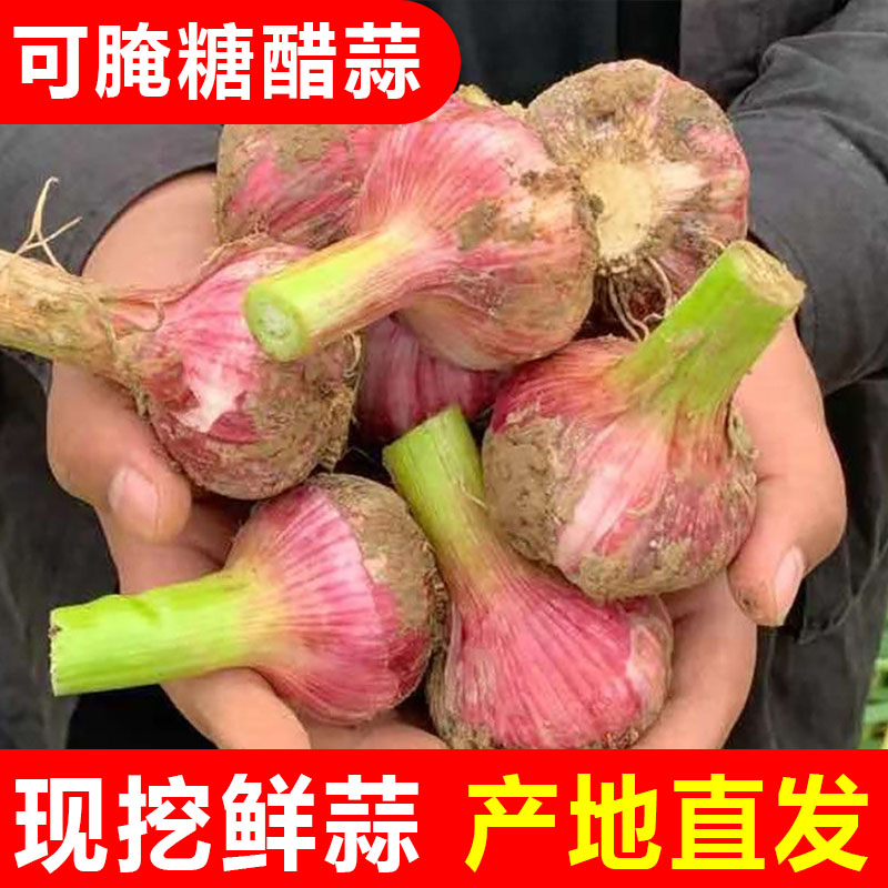 2026年 新鲜大蒜头 现挖新蒜河南大蒜腌制糖醋蒜嫩蒜子 杞县大蒜