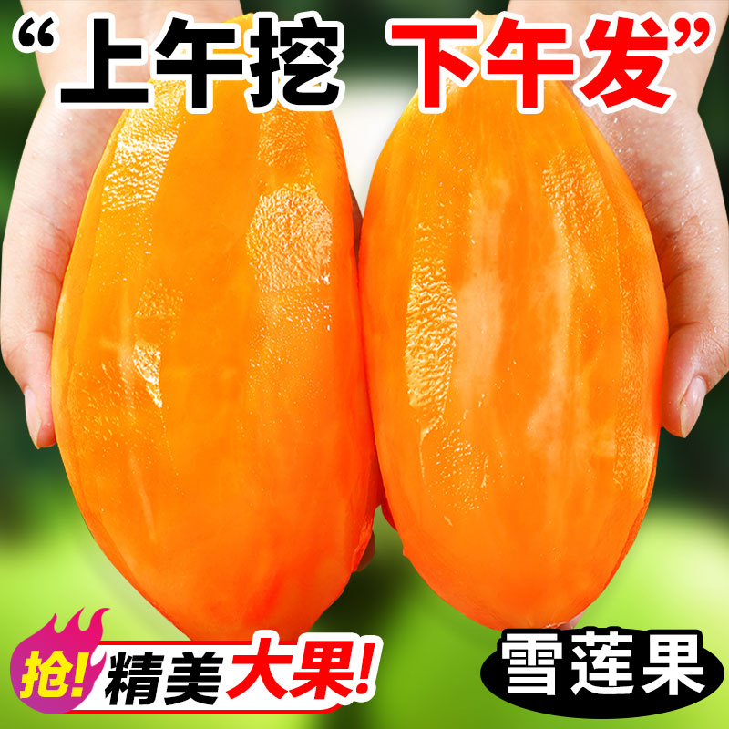 云南天山雪莲果新鲜水果5斤当季现挖脆甜红心雪连果时令大果包邮9