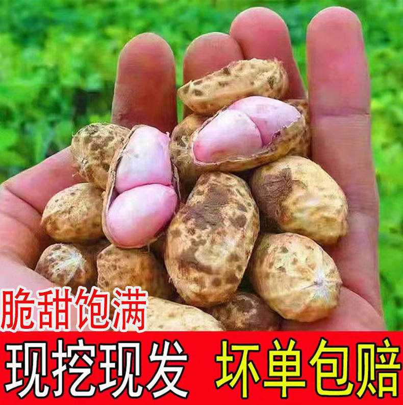 2026年新鲜湿花生带壳带泥发货