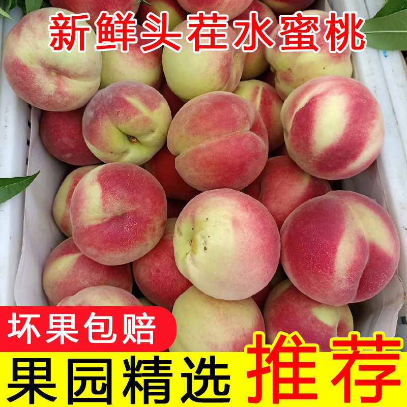 桃子水蜜桃新鲜当季农家水果现货现摘脆甜离核毛桃青皮桃子整箱