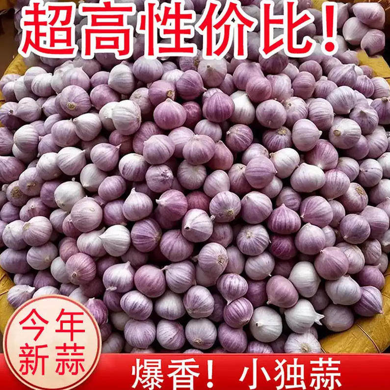 2026独头干蒜大蒜头新鲜紫皮独蒜红珍珠辣鲜蒜5斤蔬菜当季箱包邮