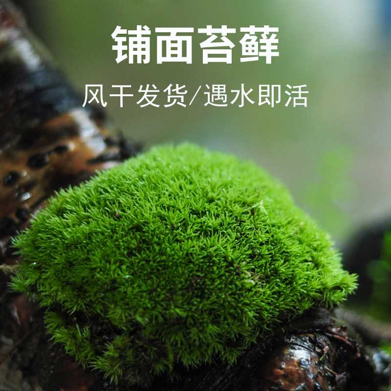 苔藓植物鲜活白发鲜盆景铺面苔藓假山造景绿植生态微景观植物