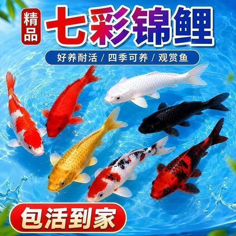 精品七彩锦鲤淡水鱼活鱼幼鱼好养耐活四季观赏鱼黑白红黄锦鲤龙凤