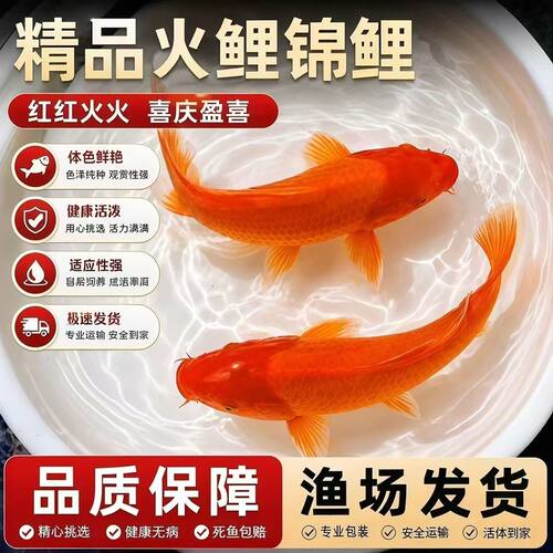 精品火鲤锦鲤观赏鱼饲料红色好运活体红火鲤耐活好养批发火麒麟鱼