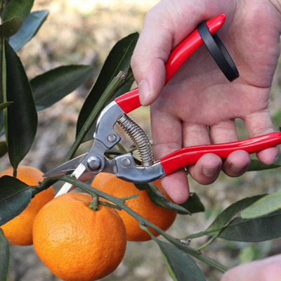 极速Plant Trim Horticulture Fruit Scissor Garden Ha XPruners