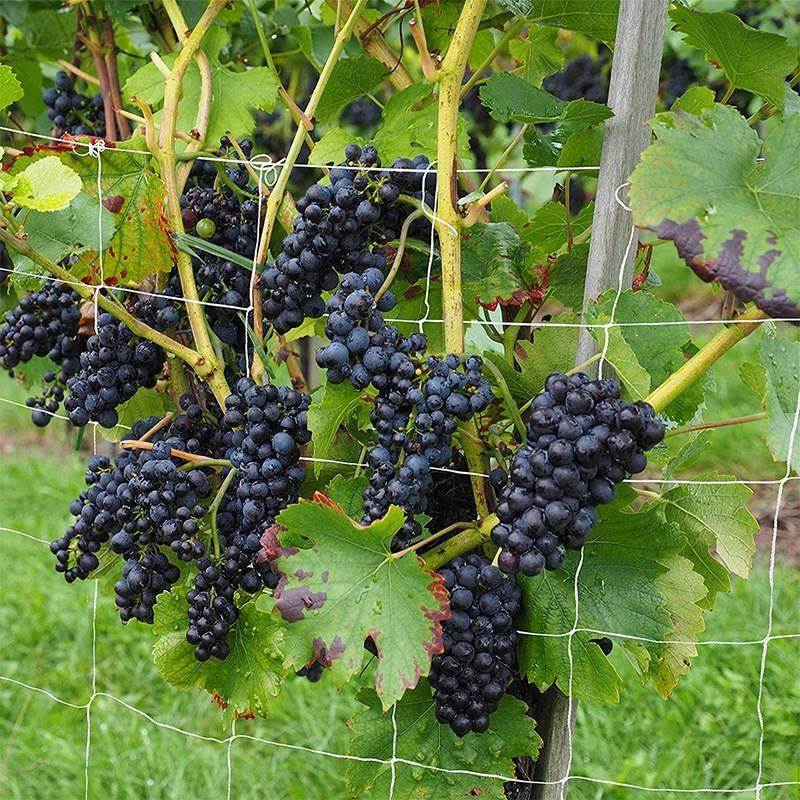 速发Vegetable and fruit plant nylon pressure net gardening g