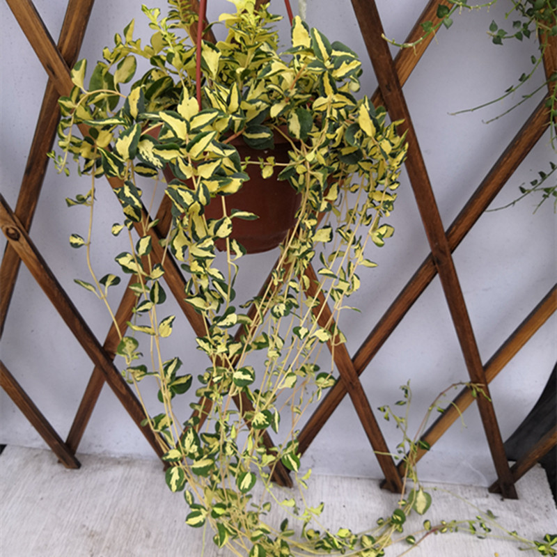新品蔓金边常春藤黄金花叶蔓垂吊雪莹耐热耐寒四季u常青室内吸甲.
