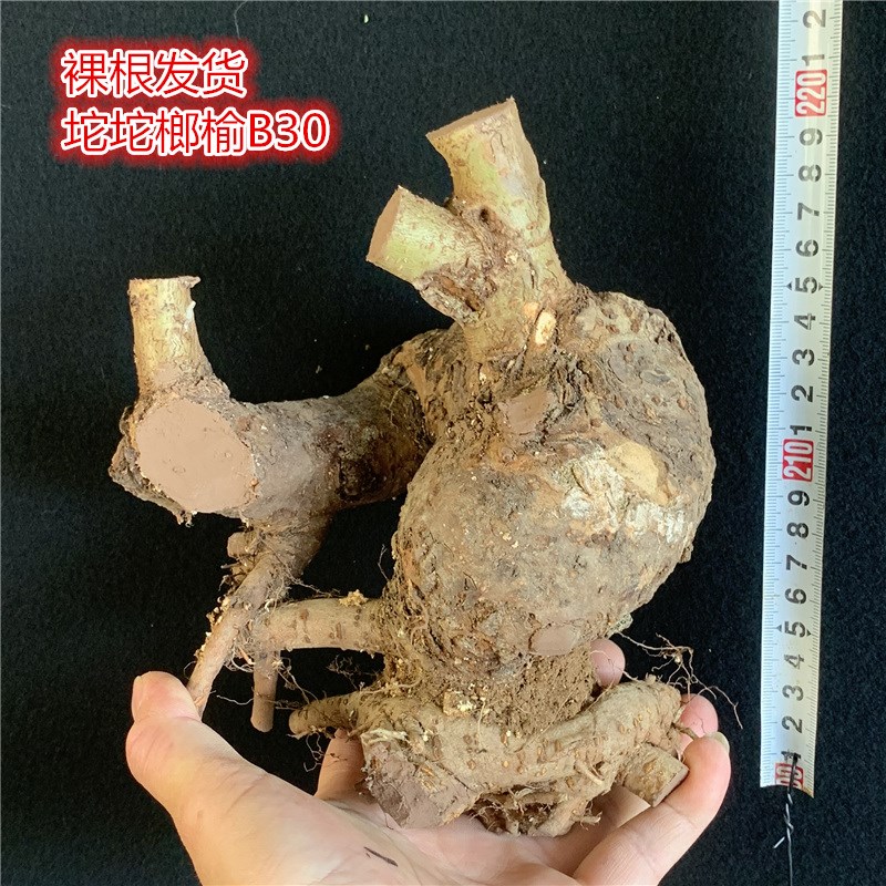 耐寒小叶榔榆g怪异耐热榆木疙瘩矮霸坨坨造型室外老桩榆钱阳台盆