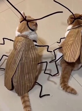 猫咪蟑螂衣服搞怪cos手工diy