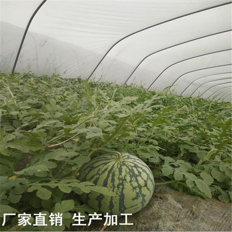 定制PE蓝色西瓜大棚膜PO无滴大棚膜加厚透明防老化阻燃薄膜黑白膜