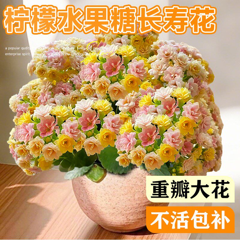 速发长寿盆花栽四季开花重瓣柠檬大花花苗带花苞室内高级绿植花卉