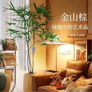 速发金山绿竹盆栽大型办公季内植物客厅细叶竹子落地棕植耐寒四室