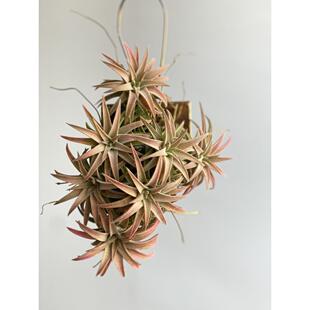 橙万汗空气凤梨群生万汗肥万汗室内无土栽培植物超可爱