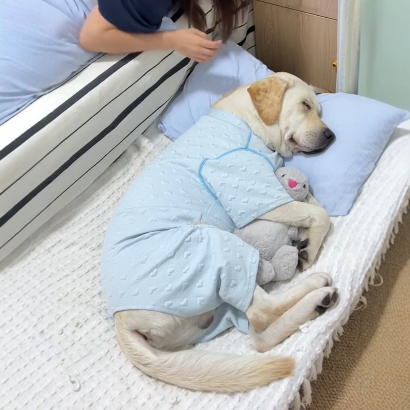 狗狗衣服四脚衣秋冬保暖睡衣护肚子2025新款大型犬宠物衣服加绒