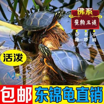 现货速发东锦龟 观赏深水龟鳖鱼缸混养龟东部红腹西锦龟吃粪火焰