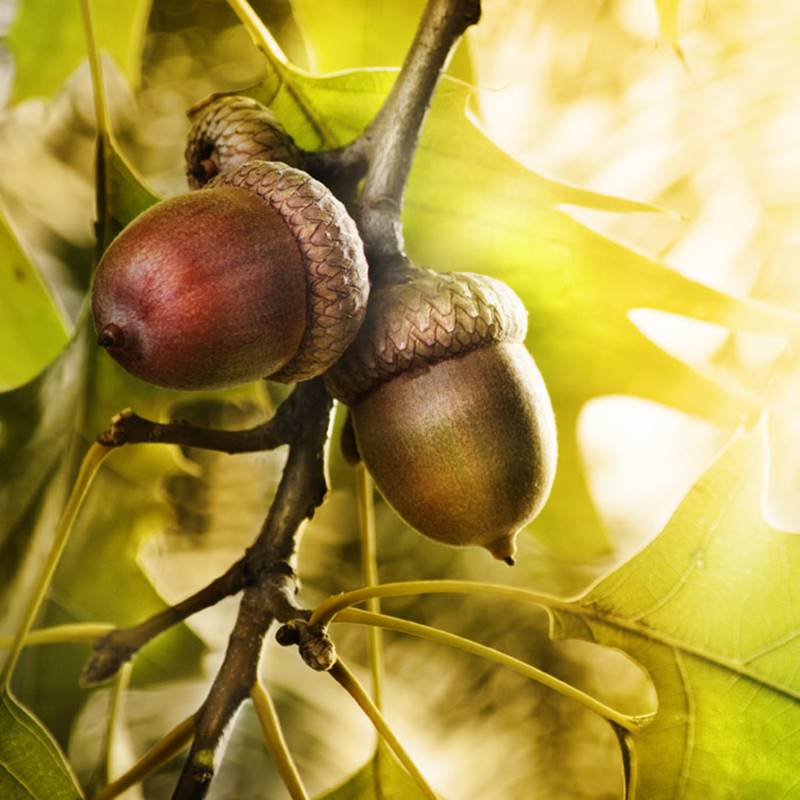 极速橡子果橡实天然连帽橡果子饰品大橡果M野生乾燥花橡碗橡树果