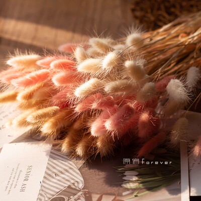 新品风干真花兔尾草干花桌面装饰摆设小清L新花束搭配彩色狗尾巴