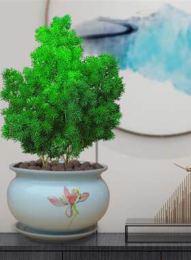 极速蓬莱松盆栽猴年吉祥猴室内客厅旺F宅招财植物阳台四季常绿好