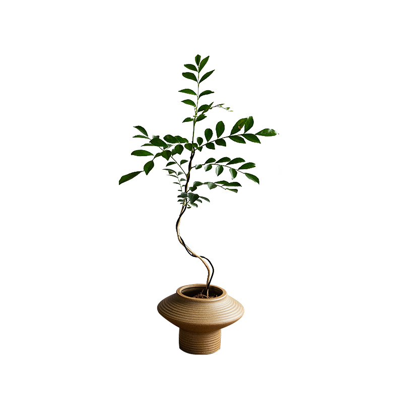 极速九里香造g型盆景七里香老桩奇趣桌面盆栽室内绿植花卉景观植
