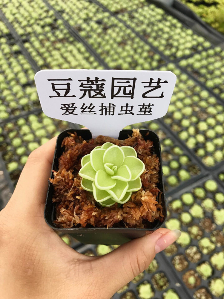 爱丝捕虫堇 食虫植物-食虫草猪笼草瓶子捕蝇草绿植驱蚊吃虫子盆栽