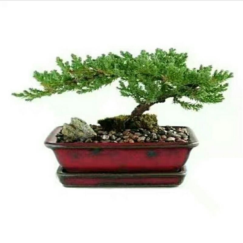 极速真松树盆景植物室内外松树绿植花卉小盆栽四R季常青真树造型