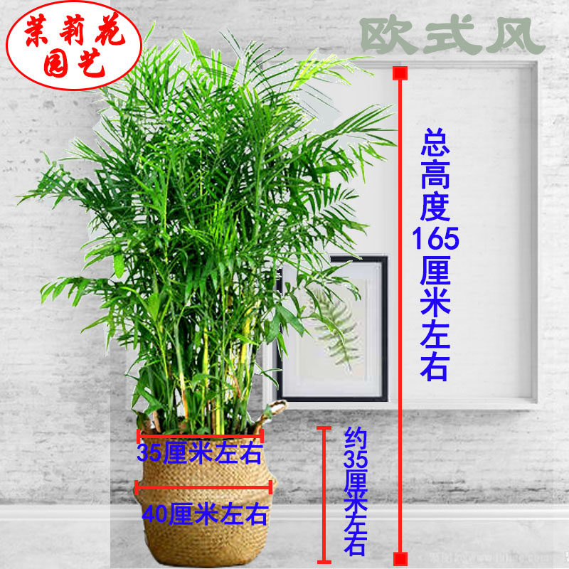 极速【天津送货】夏威夷竹V子欧式风植物