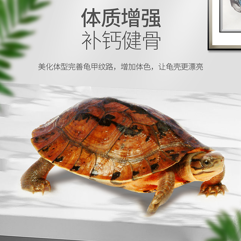 极速乌龟龟粮金钱龟黄缘黄喉拟水龟食半水龟粮饲S料龟粮南石金钱