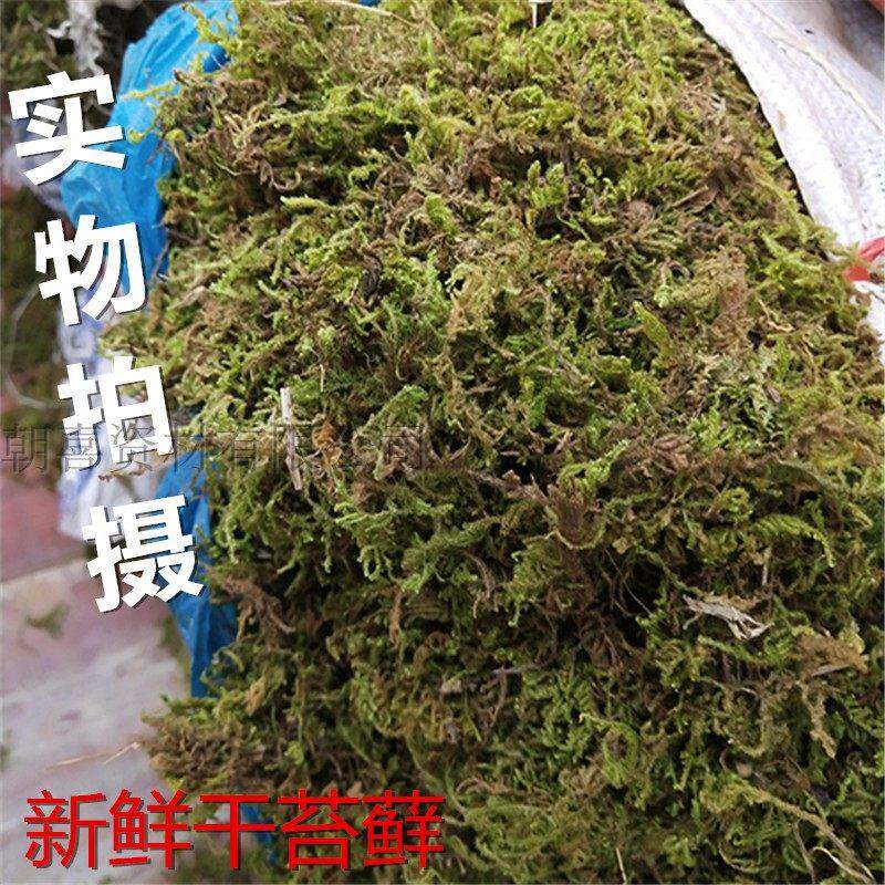 极速干苔藓 水苔青苔乌龟v运输冬眠水草垫材兰花虎皮石斛种植嫁接