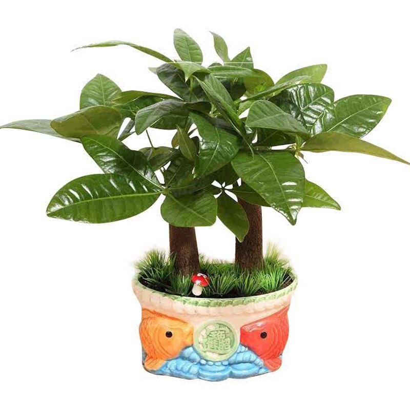 极速餐桌上摆放的绿植发财树盆z栽植物吧台小草观赏书房办公室家